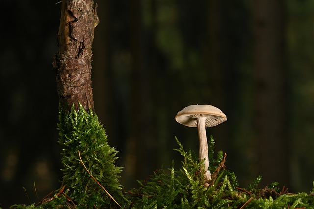 Laminat: Den Alsidige Løsning til Holdbart Design og Æstetik