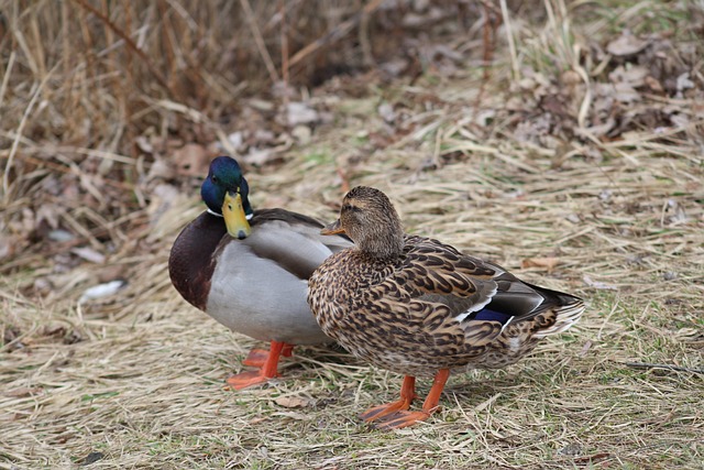 Brug hjernen kreativt: Sjove teknikker til at løse krydsord