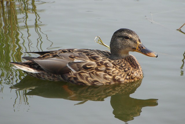 Krydsord for eksperter: Avancerede teknikker og strategier